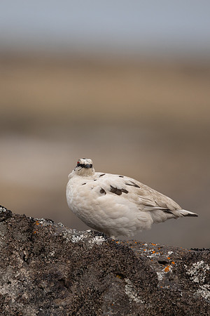 Ptarmigan, Raufarhofn, Iceland, June 2022