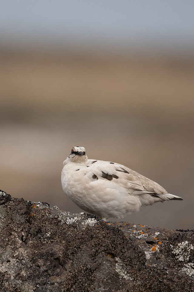 Ptarmigan, Raufarhofn, Iceland, June 2022