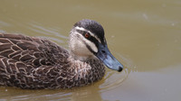 Pacific Black Duck