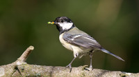Great Tit, Tockington, May 2014