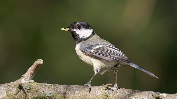 Great Tit, Tockington, May 2014