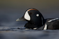 Harlequin Duck,  River Laxa, Iceland, May 2022