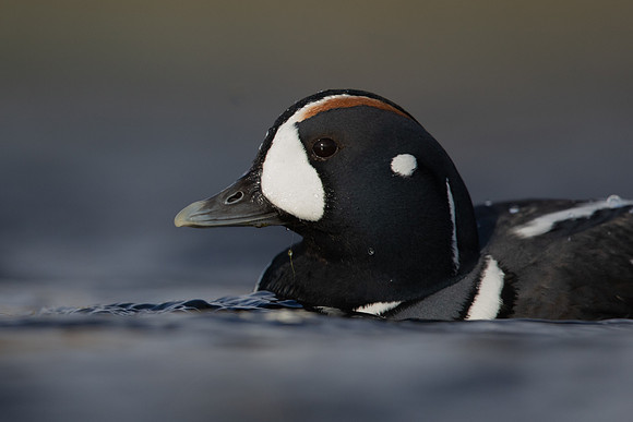 Harlequin Duck,  River Laxa, Iceland, May 2022