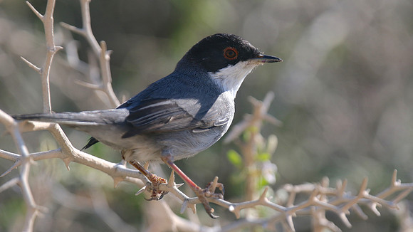 Sardinian Warbler, Mandria, Cyprus, October 2016