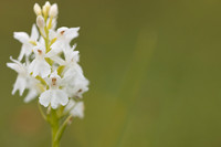Common Spotted-orchid Orchid, Rudge Hill, June 2024