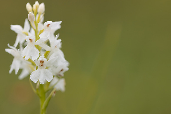 Common Spotted-orchid Orchid, Rudge Hill, June 2024