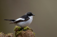 Pied Flycatcher, Forest of Dean, April 2021