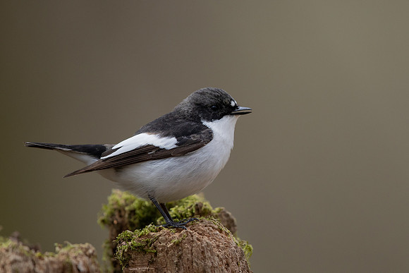 Pied Flycatcher, Forest of Dean, April 2021