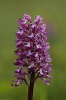 Lady x Monkey Orchid, Hartslock, June 2025