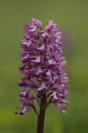 Lady x Monkey Orchid, Hartslock, June 2025