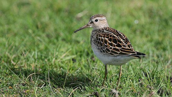 Pectoral Sandpiper, Davidstow, September 2016
