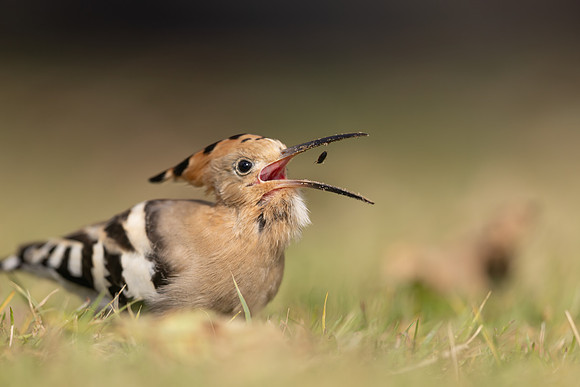 Hoopoe, Swansea, October 2024