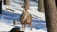 Red Deer, Cairngorms, February 2015