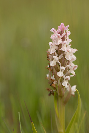 Early Marsh-orchid, Kenfig, June 2024