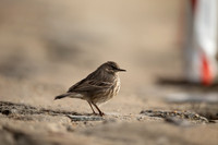 Rock Pipit, Lyme Regis, March 2022