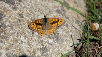 Wall, Pembrokeshire, August 2014