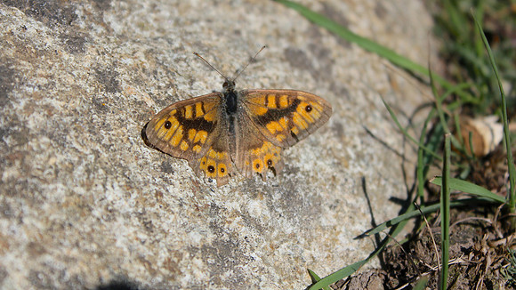 Wall, Pembrokeshire, August 2014