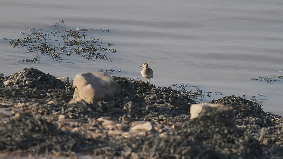 Pectoral Sandpiper, New Passage, September 2014