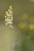 Lesser Butterfly-orchid, Morgans Hill, June 2024
