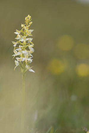 Lesser Butterfly-orchid, Morgans Hill, June 2024