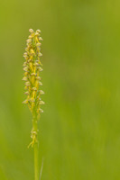 Man Orchid, Wye nature reserve, May 2024