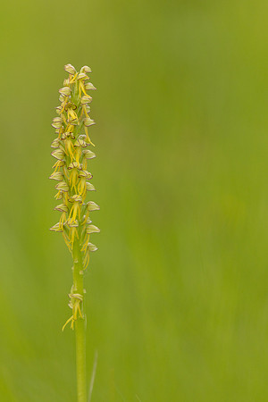 Man Orchid, Wye nature reserve, May 2024