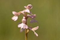 Green-winged Orchid, Melrose Farm, May 2024