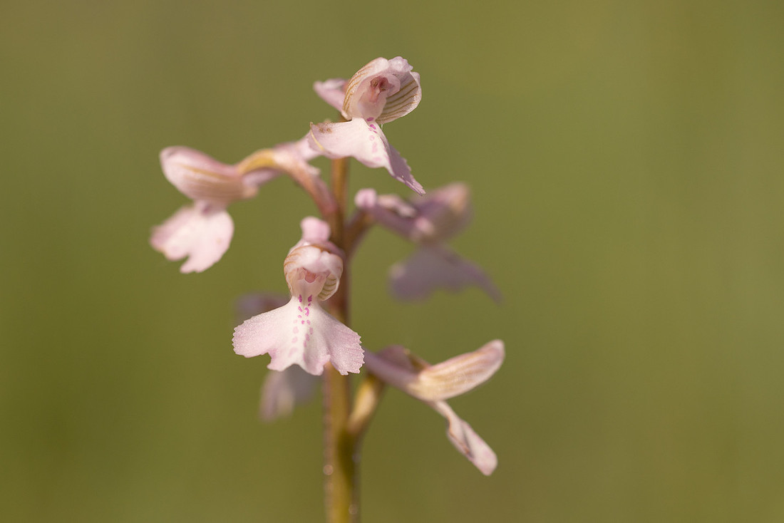 Green-winged Orchid, Melrose Farm, May 2024