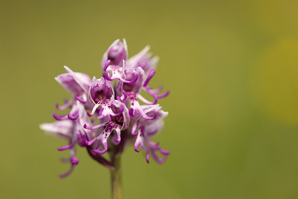 Monkey Orchid, Kent, May 2024
