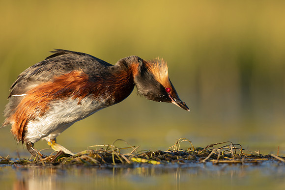 Slavonian Grebe, Iceland, May 2022
