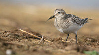 Bairds Sandpiper, Kenfig NNR, October 2016