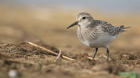 Bairds Sandpiper, Kenfig NNR, October 2016