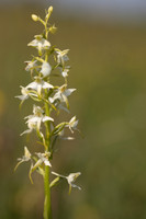 Lesser Butterfly-orchid, Morgans Hill, June 2024