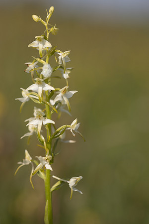 Lesser Butterfly-orchid, Morgans Hill, June 2024
