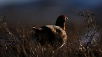 Red Grouse, Lochindorb, Feb 2015
