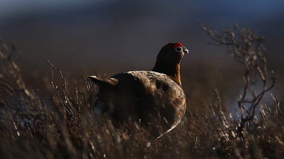 Red Grouse, Lochindorb, Feb 2015