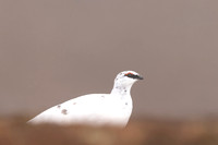 Ptarmigan, Cairngorms, February 2024