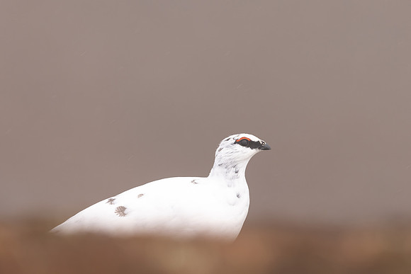 Ptarmigan, Cairngorms, February 2024