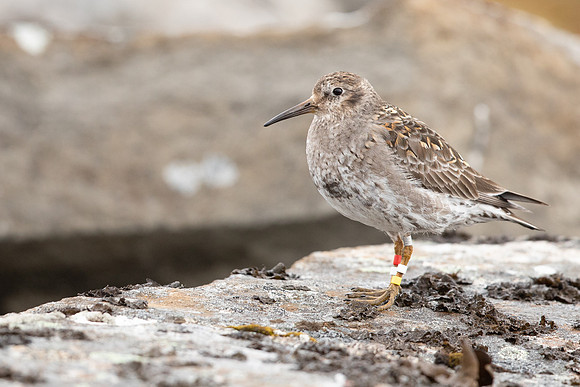 Purple Sandpiper, Raufarhofn, June 2022
