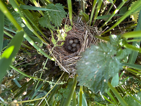 Sedge Warbler, Rockhampton, May 2025