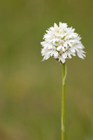 Pyramidal Orchid, Rudge Hill, July 2024