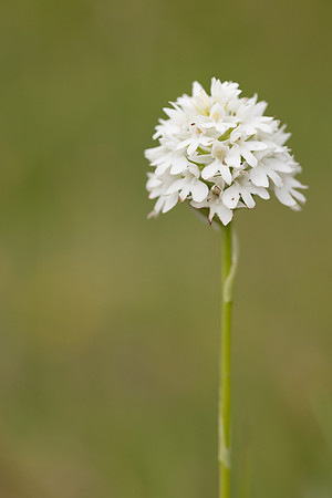 Pyramidal Orchid, Rudge Hill, July 2024