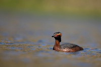 Slavonian Grebe, Iceland, May 2022