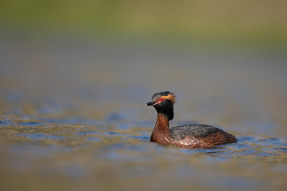 Slavonian Grebe, Iceland, May 2022