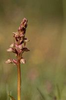 Frog Orchid, Morgans Hill, June 2024