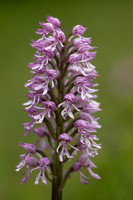 Lady x Monkey Orchid, Hartslock, June 2025
