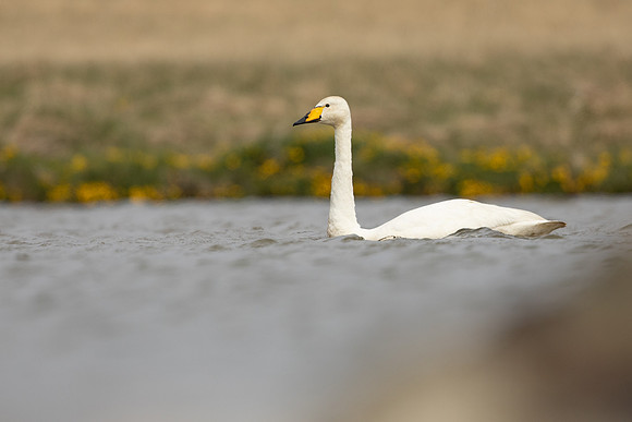 Whooper Swan, Snafellsnes, Iceland, June 2022