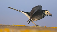 Pied Wagtail, Powderham, Devon, January 2015