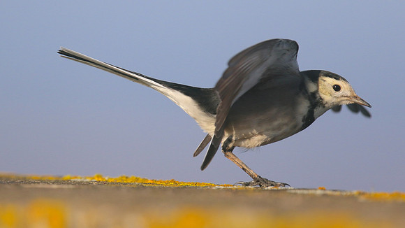 Pied Wagtail, Powderham, Devon, January 2015