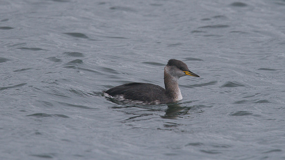 Red-necked Grebe, Farmoor Reservoir, October 2014